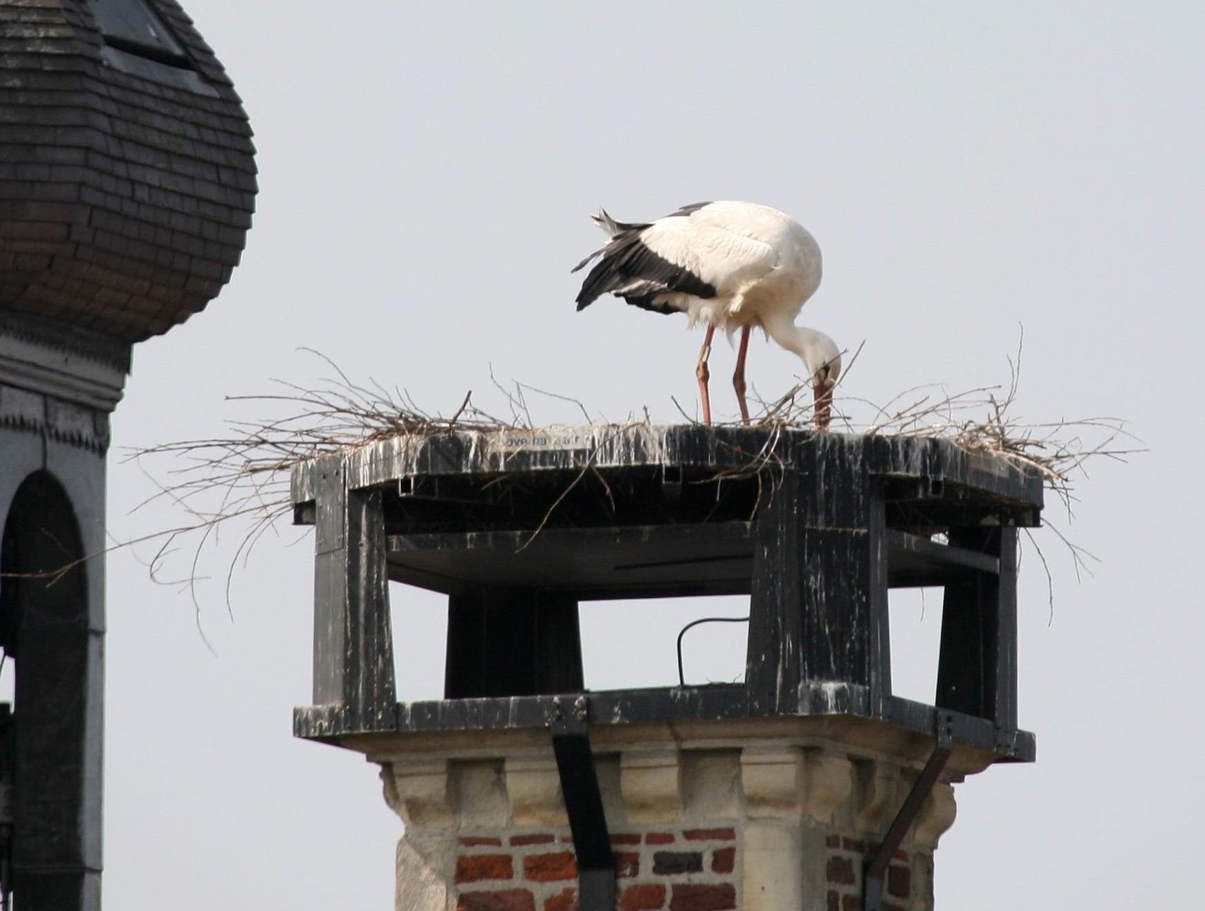 Ooievaar bouwt nest op stadhuis